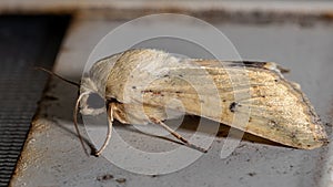 Cutworm Moth