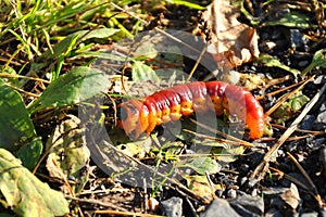 Cutworm in nature