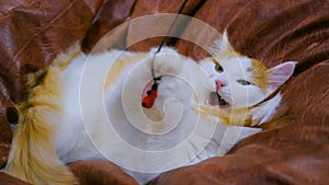 Cuty cat playing with toy
