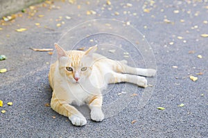 Cuty cat on the road with leaves.