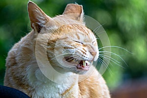 Cuty chubby orange domestic cat close its eyes and bare its fangs photo