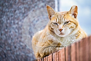 Cuty chubby orange domestic cat lies on the brick wall photo