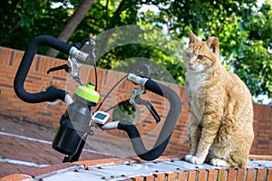 Cuty chubby orange domestic cat  sit near the bicycle in the garden photo