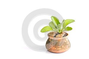 Cuty and lovely plant in a clay pot