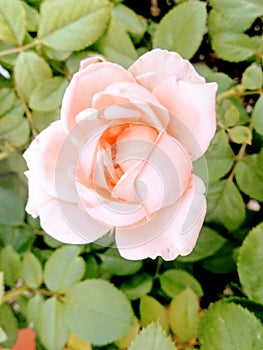 A Cuty Pink Rose From Side photo