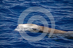 Cuvier beaked whale while breathing on sea surface