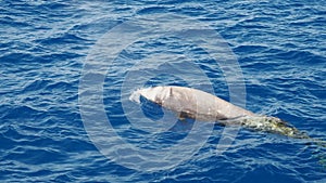 Cuvier beaked whale while breathing on sea surface  in Mediterranean in front of Genoa