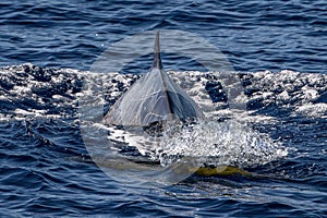 Cuvier beaked whale in mediterranean ligurian sea