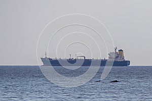 Cuvier beaked whale near oil tanker ship