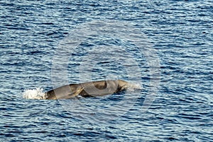 Cuvier beaked whales mother and calf