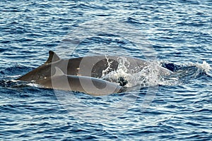 Cuvier beaked whales mother and calf