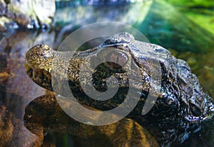 Cuvier Dwarf Caiman or Musky Caiman (Paleosuchus palpebrosus), young animal in an aquarium