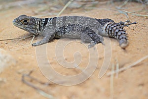 Cuvier madagascar swift