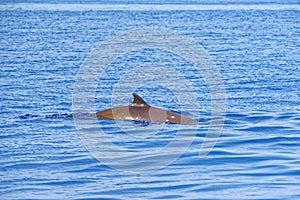 Cuvier's beaked whale