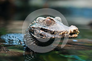 Cuvier's dwarf caiman