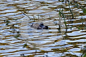 Cuvier`s Dwarf Caiman