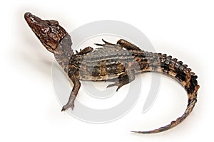 Cuviers Dwarf Caiman baby