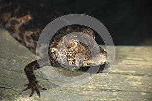 Cuvier`s dwarf caiman Paleosuchus palpebrosus 2