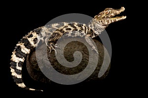 Cuviers dwarf caiman Paleosuchus palpebrosus