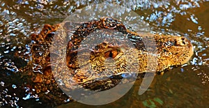 Cuvier`s dwarf caiman Paleosuchus palpebrosus