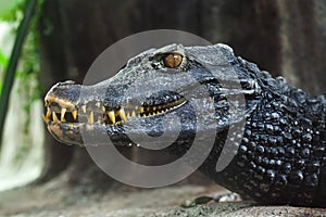 Cuvier`s dwarf caiman Paleosuchus palpebrosus