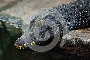 Cuvier`s dwarf caiman Paleosuchus palpebrosus