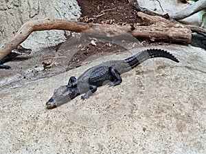 Cuvier's dwarf caiman - Paleosuchus palpebrosus - is a small crocodilian in the alligator family from northern and