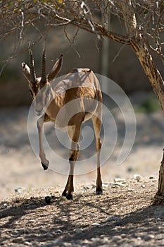 Cuvier's Gazelle photo