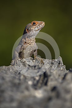 Cuvier`s Madagascar Swift - Oplurus cuvieri