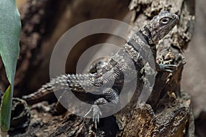 Cuvier`s Madagascar swift Oplurus cuvieri