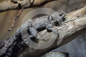 Cuvier`s Madagascar swift Oplurus cuvieri