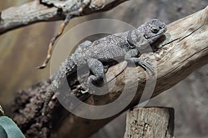 Cuvier`s Madagascar swift Oplurus cuvieri