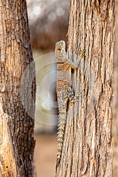 Cuvier\'s Madagascar Swift (Oplurus cuvieri), Kirindy Forest. Madagascar wildlife photo