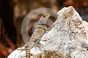 Cuvier\'s Madagascar Swift, Oplurus cuvieri, Tsingy de Bemaraha. Madagascar wildlife photo