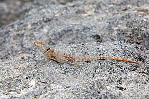 Cuvier\'s Madagascar Swift, Oplurus cuvieri, Tsingy de Bemaraha. Madagascar wildlife photo