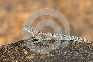 Cuvier\'s Madagascar Swift (Oplurus cuvieri), Miandrivazo, Menabe Madagascar wildlife