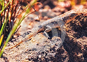 Cuvier`s Madagascar Swift, Oplurus cuvieri, Palmarium Reserve, Eastern Madagascar