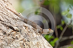 Cuvier\'s Madagascar Swift (Oplurus cuvieri), Tsingy de Bemaraha. Madagascar wildlife photo