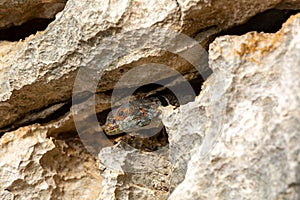 Cuvier\'s Madagascar Swift, Oplurus cuvieri, Tsingy de Bemaraha. Madagascar wildlife photo