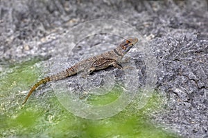 Cuvier\'s Madagascar Swift, Oplurus cuvieri, Tsingy de Bemaraha. Madagascar wildlife photo