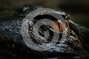 Cuvier`s Smooth-fronted Caiman - Paleosuchus palpebrosus