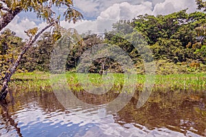 Cuyabeno River With His Dense Vegetation