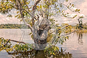 Cuyabeno Wildlife Reserve, Ecuador