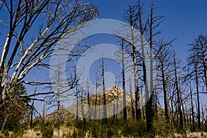 In the Cuyamaca Mountains in San Diego County, dead trees were left over from forest fires in California\'s mountain ranges.