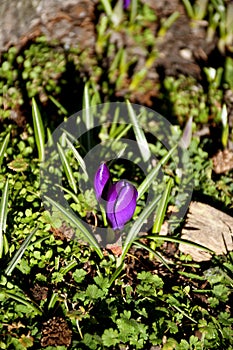 CVrocus bulb yellow flowers in Kastrup Denmark photo