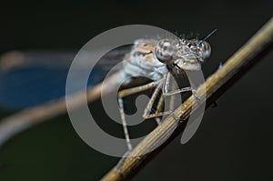 Cyan dragonfly portrait