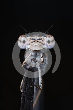 Cyan dragonfly portrait on dark background