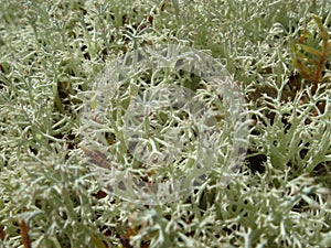 Cyan lichen and other lichens and moss