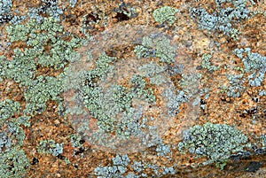 Cyan lichen on rock