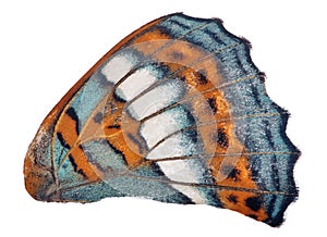 Cyan and orange single butterfly wing on white photo